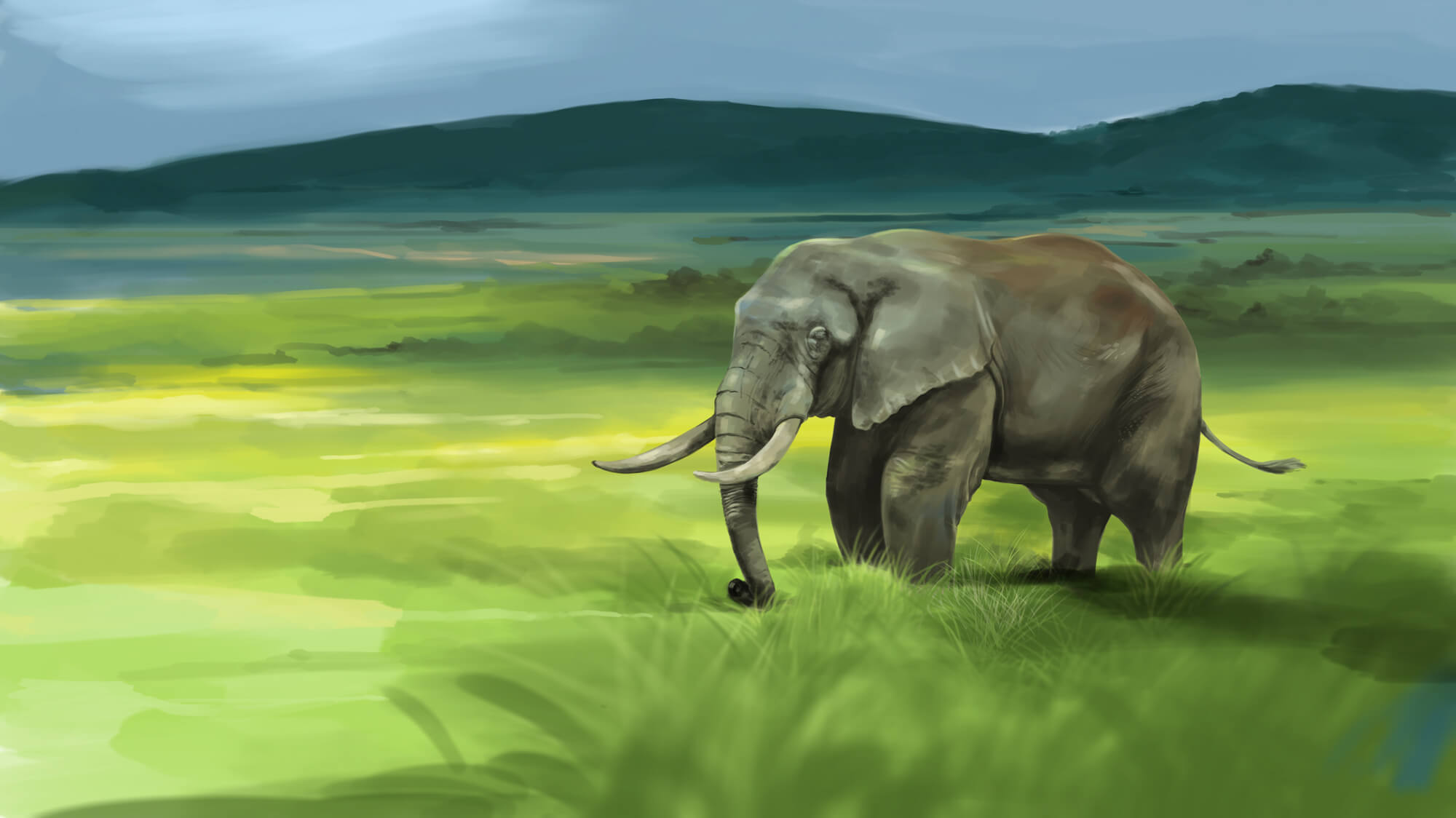 Elephant